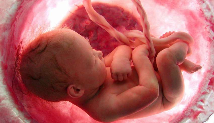 Resultado de imagen de embrión